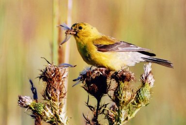 Image of Female Orchard Oriole sitting on thistle top