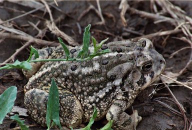 Close up of unidenitified frog or toad