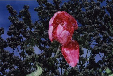Double Exposure - Pink tulip over a white-flowered tree