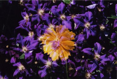 Double Exposure - Orange flower over purple flowers