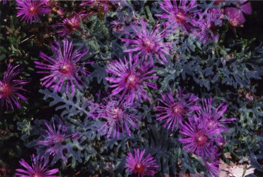 Double Exposure - Purple flowers over green plants