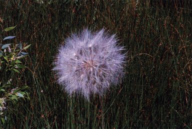 Double Exposure - Dandelion seed puff over green reeds
