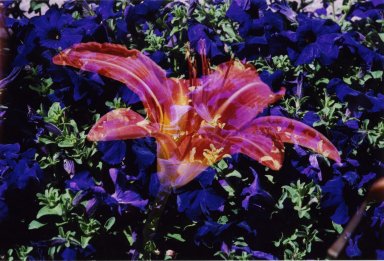 Double Exposure - Red lily over purple flowers