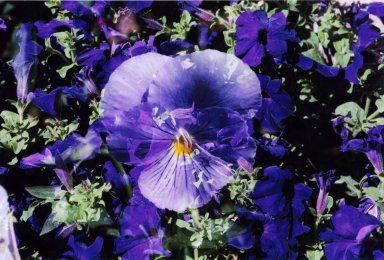 Double Exposure - Purple pansy over purple flowers