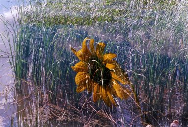 Double Exposure - Sunflower over reeds in water
