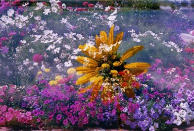 Double Exposure- Sunflower over garden
