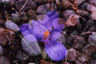 Souble Exposure- Purple flower over river rocks
