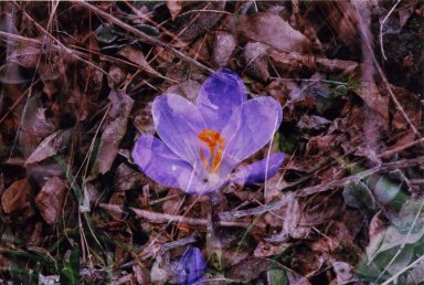 Double Exposure-Purple flower over brown leaves