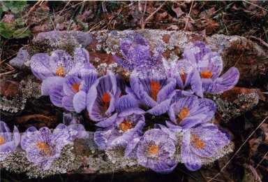 Double Exposure- Purple flowers over rocks