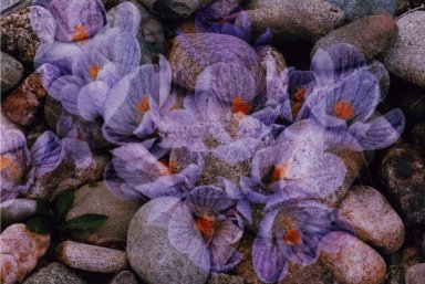 Double Exposure- Purple flowers over river rocks