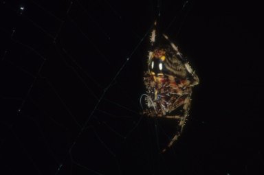 orb weaver spider (Araneidae)
