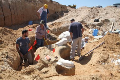 Stegomastodon excavation