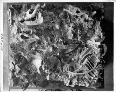 Trigonias Fossil Slab