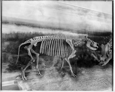Trigonias mounted skeleton
