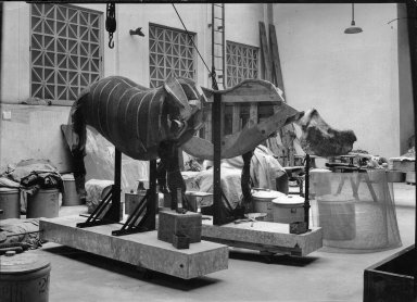 Wooden armature of a rhinoceros at The Field Museum