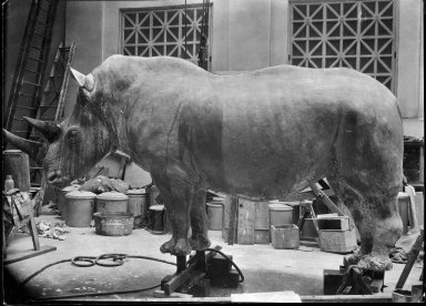 Final retouching to Rhino mount for exhibit The Field Museum