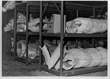 Taxidermy Molds in Storage