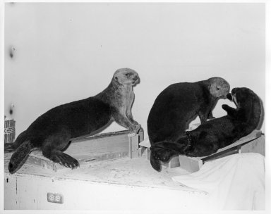 Mount being prepared for Otter exhibit