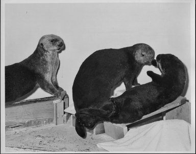 Mount being prepared for Otter exhibit