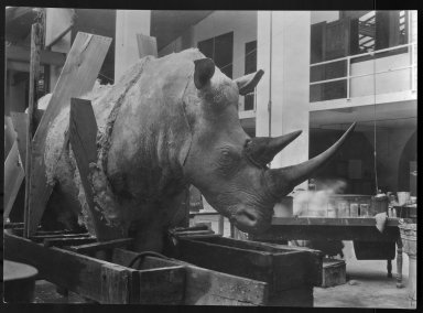 Rhinoceros mount being prepared for exhibit The Field Museum