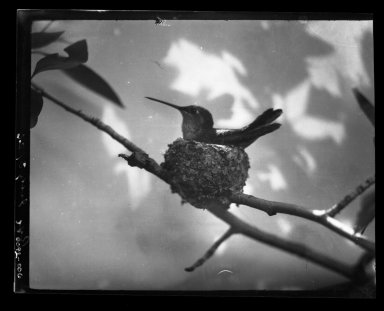 Female Broad-tailed Hummingbird on its nest.