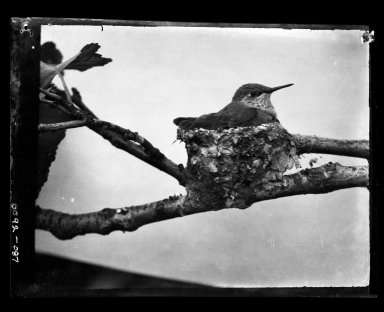 Female Hummingbird sitting on nest.