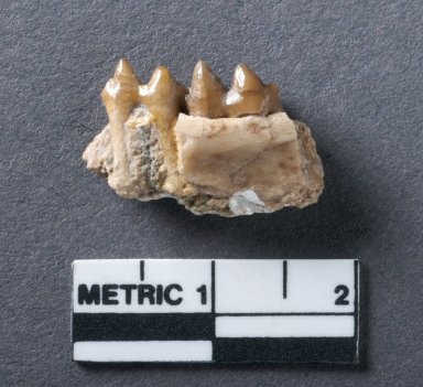 Hylomeryx annectans mandible, rotated view