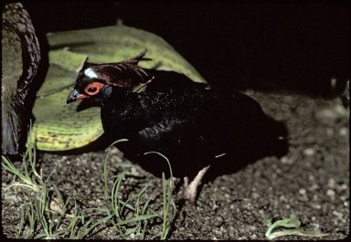 Roulroul, also called the Crested Partridge