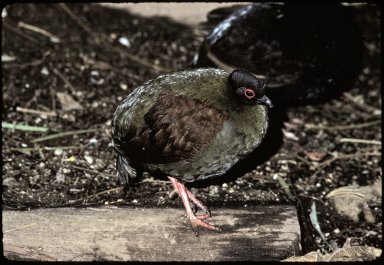 Roulroul, also called the Crested Partridge