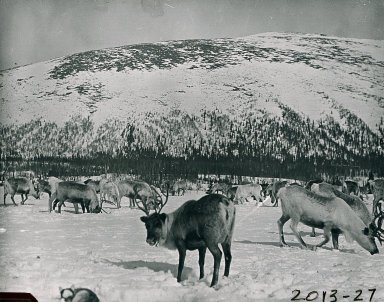 Caribou or reindeer