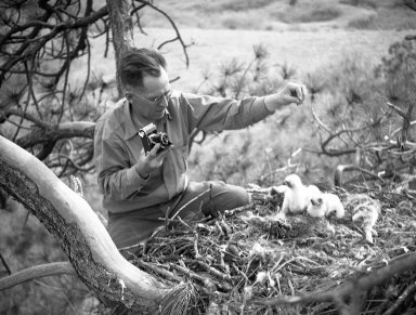 A.M. Bailey in tree with Golden eagle chicks