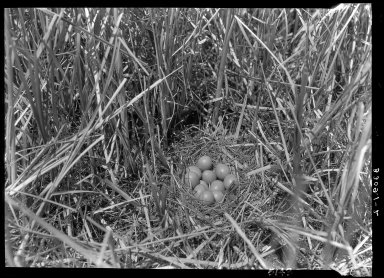 Ring-necked pheasant nest and eggs.