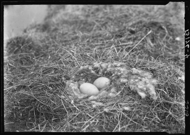 Emperor Goose Eggs in Nest