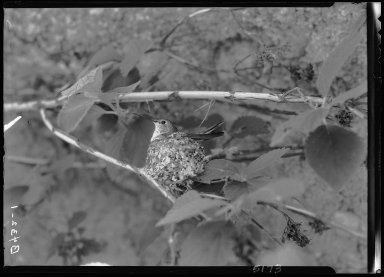 Broad-tailed Hummingbird on Nest (close-up)