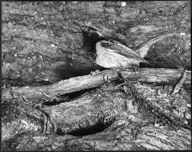 Stitchbird, Notiomystis cincta