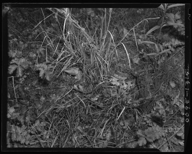 Virginia Warbler at nest