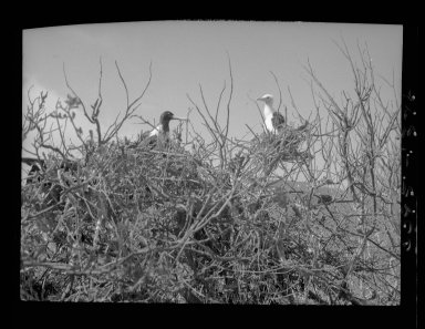 Magnificent Frigatebirds at nest