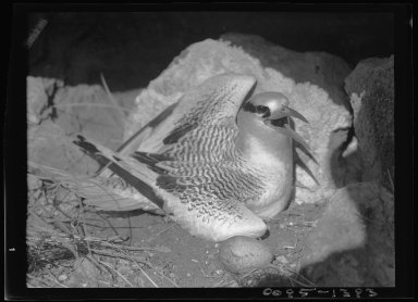 Red-billed Tropic Bird on nest with egg