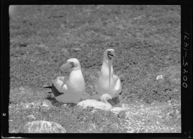 Blue-faced Booby with chick