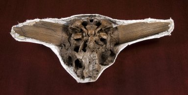 Bison Latifrons Skull