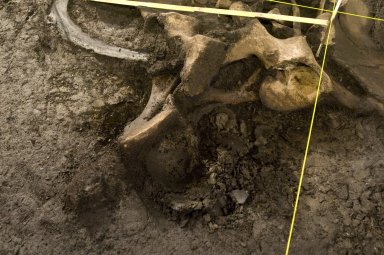 Snowmastodon Excavation, Juvenile Mammoth