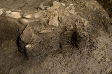Snowmastodon Excavation, Juvenile Mammoth