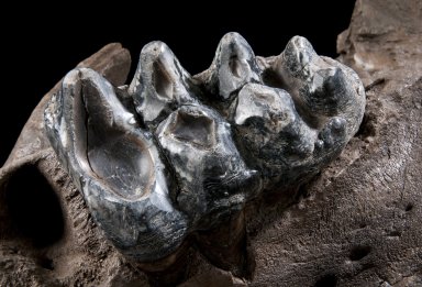 Snowmastodon Specimen, Mastodon Teeth