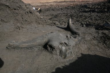 Snowmastodon Excavation