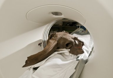 Scanning Bison Skull