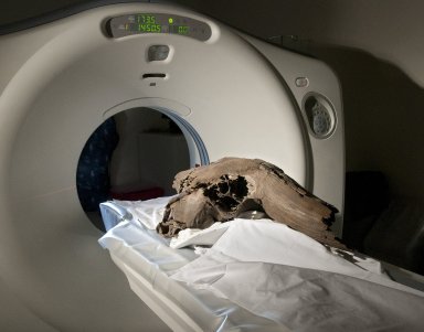 Scanning Bison Skull