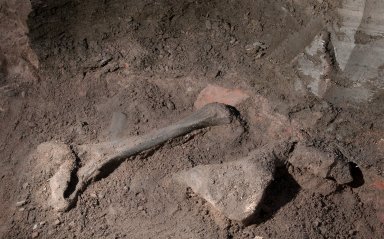 Snowmastodon Excavation, Fossils