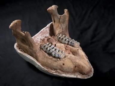 Mastodon mandible