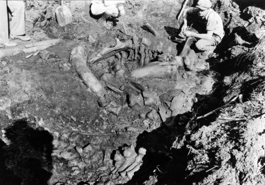 Indiana Mastodon Fossils, EPV. 1496, in situ