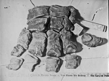 Indiana Mastodon Fossils, EPV. 1496
